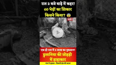 पशुपालक के निकले आंसू, 60 भेड़ों को जंगली जानवर ने....#viral #jhunjhunu #rajasthan #pilani