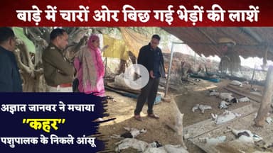 60 भेड़ों का शिकार किसने किया?एक ही रात में 5 लाख का नुकसान!पिलानी के डुलानिया की जोहड़ी में हाहाकार