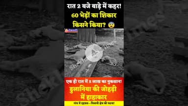55 भेड़ों का शिकार किसने किया?एक ही रात में 5 लाख का नुकसान!पिलानी के डुलानिया की जोहड़ी में हाहाकार