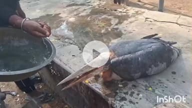 मुंगेर: शामपुर में खेत में घायल विशालकाय पक्षी मिला, वन विभाग ने किया रेस्क्यू