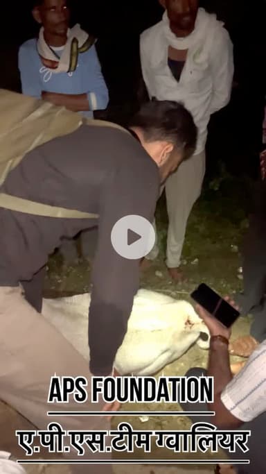 2 गाये का एक्सीडेंट हो गया बहुत ज्यादा घायल हो गई..! 

Respect girls help poor help animals 

#apsgurjar #viral #support #gwalior