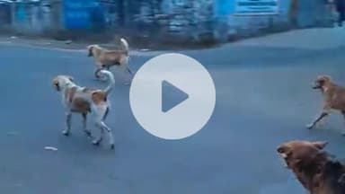 बिलासपुर सदर: बिलासपुर शहर में आवारा कुत्तों का आतंक, स्कूटी और मोटरसाइकिल सवार परेशान, प्रशासन व नगर परिषद की अनदेखी पर जनता में रोष