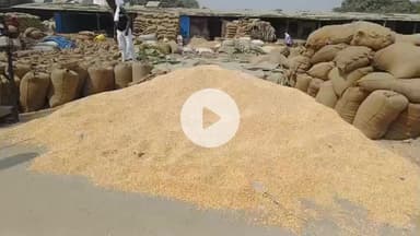 हरदोई: हरदोई में धान खरीद में मिलर्स की उदासीनता से व्यापारी परेशान, अन्य जिलों व प्रांतों में बेच रहे