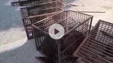 मथुरा: कदंब विहार कॉलोनी में बंदर पकड़ो अभियान शुरू, नगर निगम ने की बड़ी कार्रवाई और पकड़े 40 बंदर