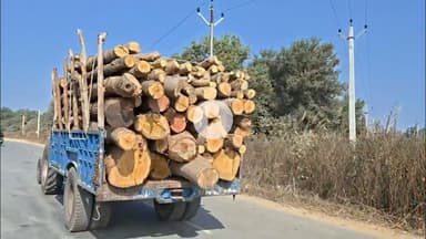 पाली क्षेत्र में तेज़ी से हो रहा पेड़ कटान, वन विभाग और पुलिस की कार्यवाही पर सवाल