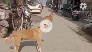 पानीपत: वार्ड नंबर 4 में आवारा कुत्तों के आतंक से लोग परेशान, कई हादसे होने से लोगों में नाराज़गी #jansamasya