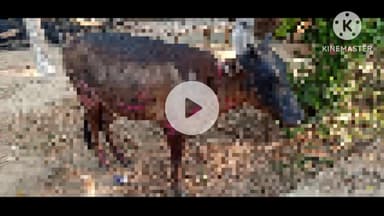 हुसैनगंज: हरिहास गांव में झोपड़ी में आग लगने से हजारों रुपये की संपत्ति जलकर राख