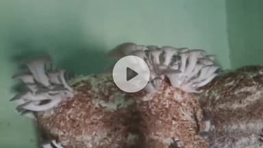 बगोदर: बगोदर मुंडरो के सेवानिवृत्त शिक्षक ने मशरूम की खेती कर मिसाल पेश की