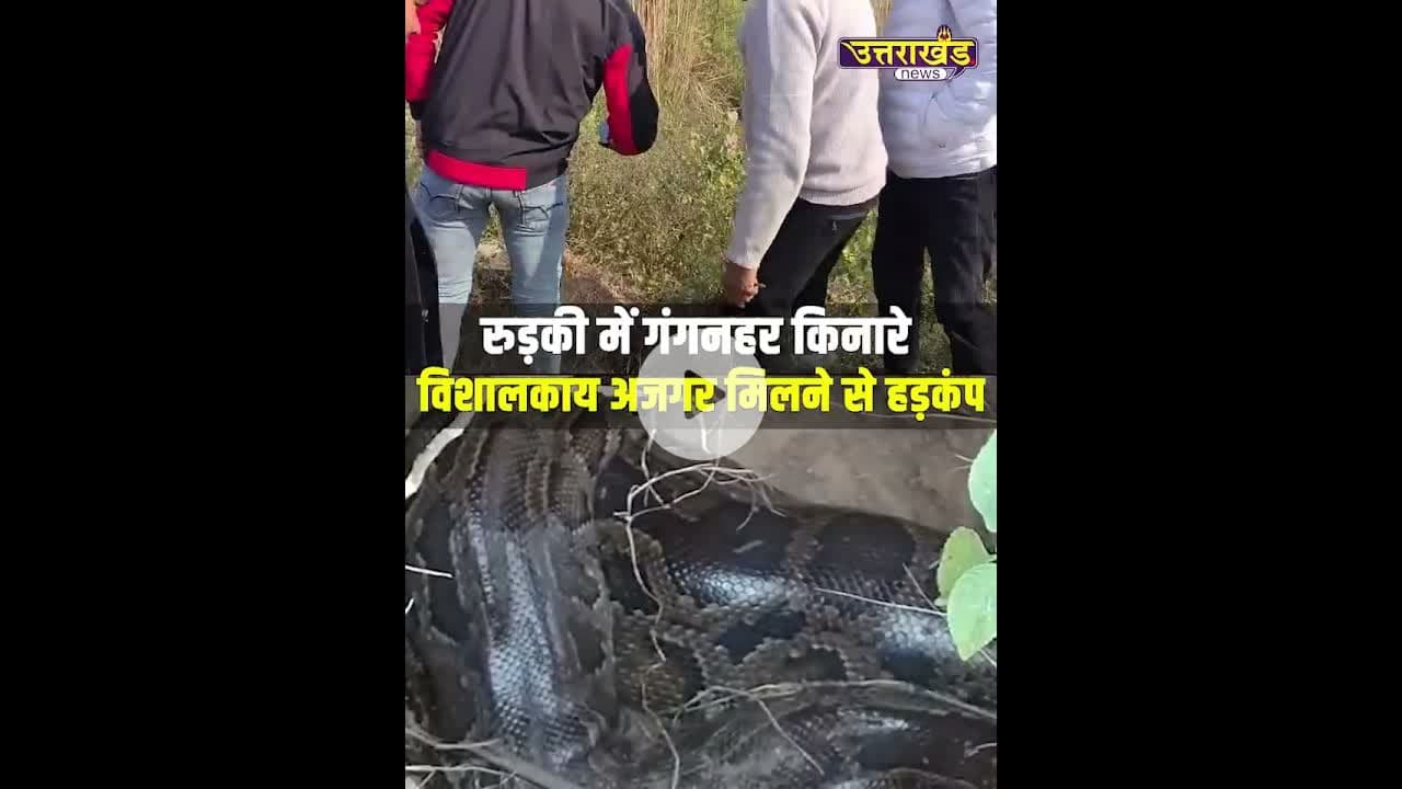 रुड़की में गंगनहर किनारे विशालकाय अजगर मिलने से हड़कंप ! #uttarakhandnews #viralvideo #snakevideo