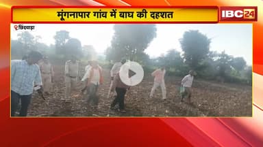 Chhindwara Tiger Attack : बाघ के हमले में युवक बाल-बाल बचा। वन विभाग को बाघ के  पद चिन्ह मिले