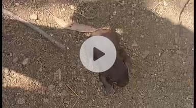 लखनादौन: वन विभाग धूमा के अधिकारी से वन्य प्राणियों की सुरक्षा नहीं हो पा रही, भालू के शावक के साथ खींच रहे फोटो