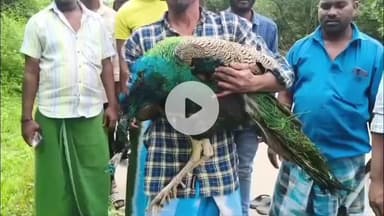 பள்ளிப்பட்டு: நொச்சிலி காப்புக் காட்டில்  உயர் மின் அழுத்த கம்பியில் சிக்கி மயில் உயிரிழப்பு