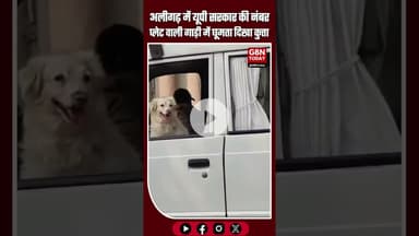 अलीगढ़ डीएम कार्यालय में यूपी सरकार की नंबर प्लेट वाली गाड़ी में कुत्ता घूमता दिखा #Aligarh