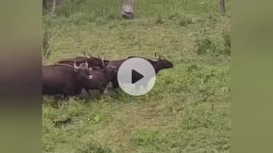 கல்வராயன் மலை: கல்வராயன்மலை அருகே கிராமத்திற்குள் புகுந்த காட்டெருமையை விரட்டி அடித்த கிராம பொதுமக்கள்