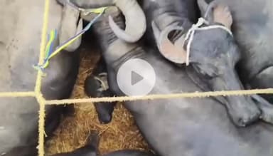 कानपुर: चकेरी में कंटेनर में पशुओं को क्रूरतापूर्वक भरकर ले जाने का वीडियो सोशल मीडिया पर हुआ वायरल