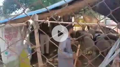 चिड़ावा: डुलानिया में अज्ञात जानवर ने बाड़े में घुसकर 10 भेड़ों को मारा, 5 दिन पहले 60 भेड़ें हुई थीं मौत के घाट