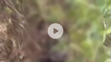 मऊगंज: आदिसरई जंगल में मिला अज्ञात युवक का शव, पुलिस के साथ एसडीओपी पहुंची, पोस्टमार्टम के लिए भेजा गया