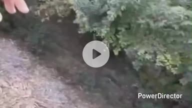 बेतालघाट: बेतालघाट ब्लॉक के कोसी नदी किनारे बसे बसगांव क्षेत्र में जमीन और मकानों में मोटी दरारें पड़ने से ग्रामीण चिंतित