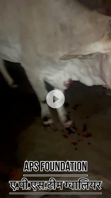 इसको पूरी तरह से लमपी हो गया इलाज करा दिया गया है..! 

Respect Girl’s help poor help animals 

#apsgurjar #viral #support #gwalior