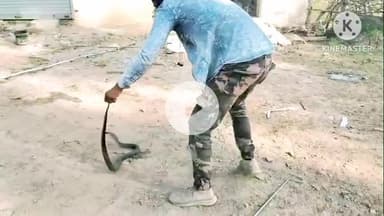शाहनगर: आमा नर्सरी के पास अंशुल जैन के गोदाम में घुसा ब्लैक कोबरा, सर्प मित्र धीरेन्द्र सोनी ने किया सुरक्षित रेस्क्यू