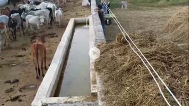 शिवपुरी: अमोलापठा गांव की गौशाला में गौमाताओं की लगातार मौत से विहिप व बजरंग दल चिंतित