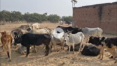 निजामपुर गौशाला में अव्यवस्थाओं का अंबार, ठंड से बचाव के नाम पर सिर्फ खाना-पूर्ति