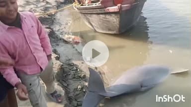 मुंगेर: गंगा में मृत डॉल्फिन मिलने से हड़कंप, वन विभाग ने मौत की गुत्थी सुलझाने के लिए शुरू की जांच