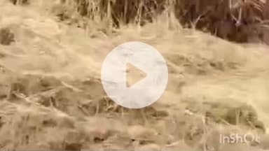 बरियातु: साल्वे पंचायत क्षेत्र में जंगली हाथियों का उत्पात, फसलों को रौंद कर किया बर्बाद