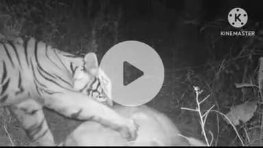 समुद्रपूर: बरबडी येथे नदीच्या काठावरील शेतात वाघाच्या हल्ल्यात गाय व कालवड ठार:वाघ वनविभागाच्या कॅमेऱ्यात कैद