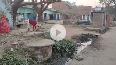 अंगोंथा करहल विधानसभा क्षेत्र के गांव में सफाई व्यवस्था ध्वस्त हो गई है समाजवादी पार्टी के जीते हुए नेता मलाई खा रहे हैं