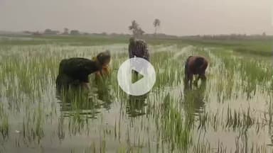 ஊத்துக்கோட்டை: உப்பரபாளையத்தில் கனமழை காரணமாக 200 ஏக்கர்  நெற்பயிர்கள் நீரில் மூழ்கி  சேதம்