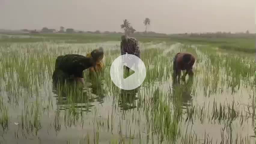 ஊத்துக்கோட்டை: உப்பரபாளையத்தில் கனமழை காரணமாக 200 ஏக்கர்  நெற்பயிர்கள் நீரில் மூழ்கி  சேதம்