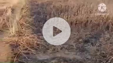 प्रतापगढ़: अतरसंड गांव में फसल अवशेष जलाते समय धान की फसल में लगी आग, 5 बीघा फसल जली