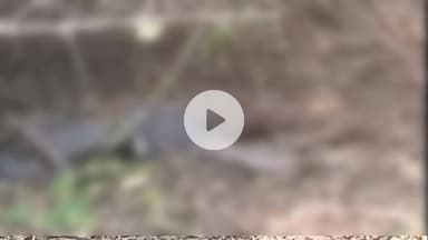 मऊगंज: लौर थाना क्षेत्र के आदिसरई में मिले अज्ञात युवक के शव की शिनाख्त नहीं, पुलिस ने कराया पोस्टमार्टम