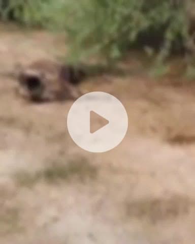 बिल्हौर: बिहारीपुर गौशाला में 71 गोवंश गायब, मृत मिले पशु, कर्मचारी नदारत, चारा भी गायब, अधिकारियों को भेजी गई रिपोर्ट