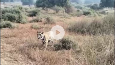 पन्ना: पन्ना टाइगर रिजर्व में एक साथ धूप का आनंद लेते दिखे दो बाघ, लोगों ने बनाया वीडियो
