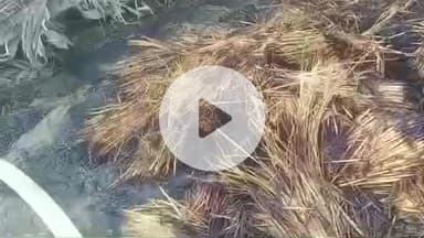 घोसी: साहोबिगहा पुरनका टोला गांव में किसान के धान के पूंज में आग, एक लाख से अधिक की संपत्ति जली