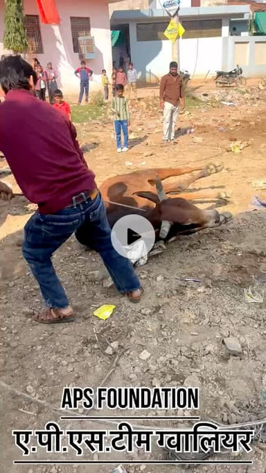 ग्वालियर नगर निगम अभी तक 70 से 80 गौ माता नंदी महाराज को मार चुका है नगर निगम Commissioner,GMC BO, चुप है #apsgurjar 



#apsgurjar #gwalior