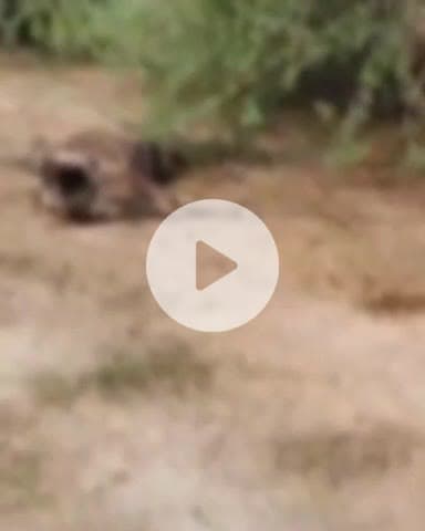 बिल्हौर: बिल्हौर के गौ आश्रय स्थल में अवस्थाओं पर पंचायत सचिव को निलंबित किया गया, DM के निर्देश पर हुई कार्रवाई