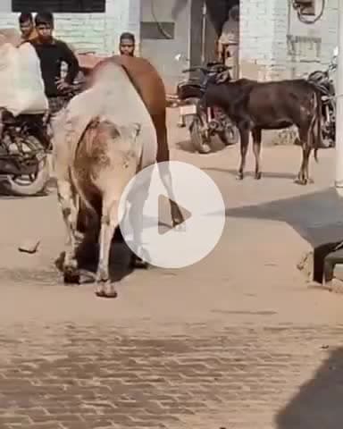 बिल्हौर: बिल्हौर में दो आवारा सांड बीच सड़क पर भिड़े, राहगीर हुए परेशान, वीडियो सोशल मीडिया पर वायरल