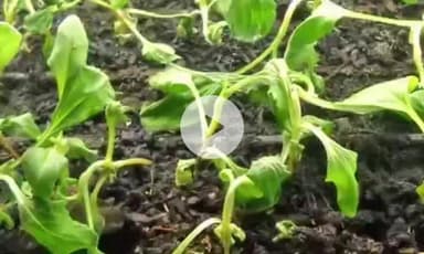 धौलपुर: फसल को पाले से बचाने के लिए कृषि विभाग ने जारी की एडवाइजरी