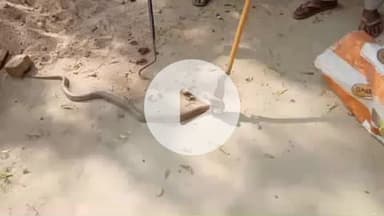 भोरे: शाहपुर गांव में जहरीला कोबरा निकलने से अफरा-तफरी, वन विभाग ने रेस्क्यू कर जंगल में छोड़ा