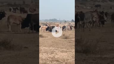ज्यूरा गांव में आवारा गोवंशों का आतंक, किसानों की फसलें कर रहे बर्बाद