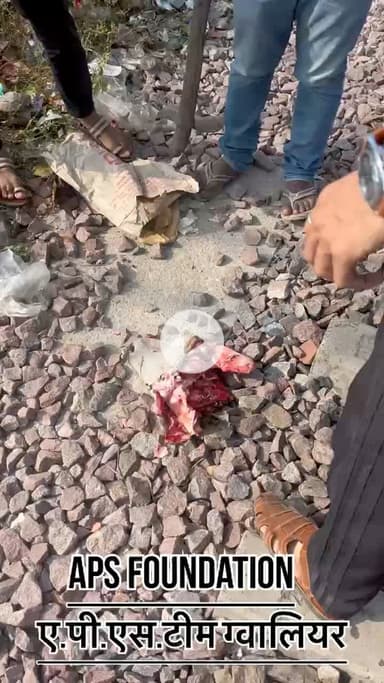 सार ही अलग हो गया इस गाये का तो..।

Respect Girls help poor help animals 

#apsgurjar #help #viral #gwalior