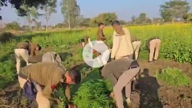 रामपुरा: ग्राम श्योपुरिया चक्की वाला में पुलिस ने पकड़ी अवैध गांजा की खेती, 15 हजार पौधे जब्त