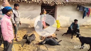 बरियातु: करमाही टोला में मधुमक्खियों के हमले से दो बकरों की मौत, तीन गंभीर रूप से घायल