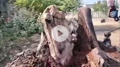 लाडपुरा: कोटा के दशहरा मैदान में पेड़ की जड़ के नीचे निकली हनुमान प्रतिमा, मौके पर जुटी भीड़ व पूर्व पार्षद धीरेंद्र चौधरी पहुंचे