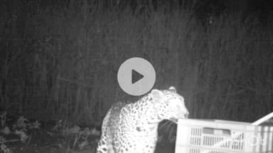 शिराळा: शिराळ्यातील कापरी येथे बिबट्याची आणि तिच्या चिमुकल्या पिलांची भेट घडवून आणण्यासाठी वनविभागाची धडपड