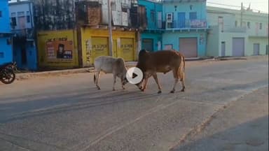 शिवपुरी: सिरसौद पिछोर सड़क मार्ग पर आवारा मवेशियों के कारण बढ़ रही हैं दुर्घटनाएं