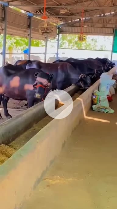 परिहार: परिहार में मौसम बदलने से पशुओं पर बढ़ा खतरा, पशुपालकों को सतर्क रहने की सलाह